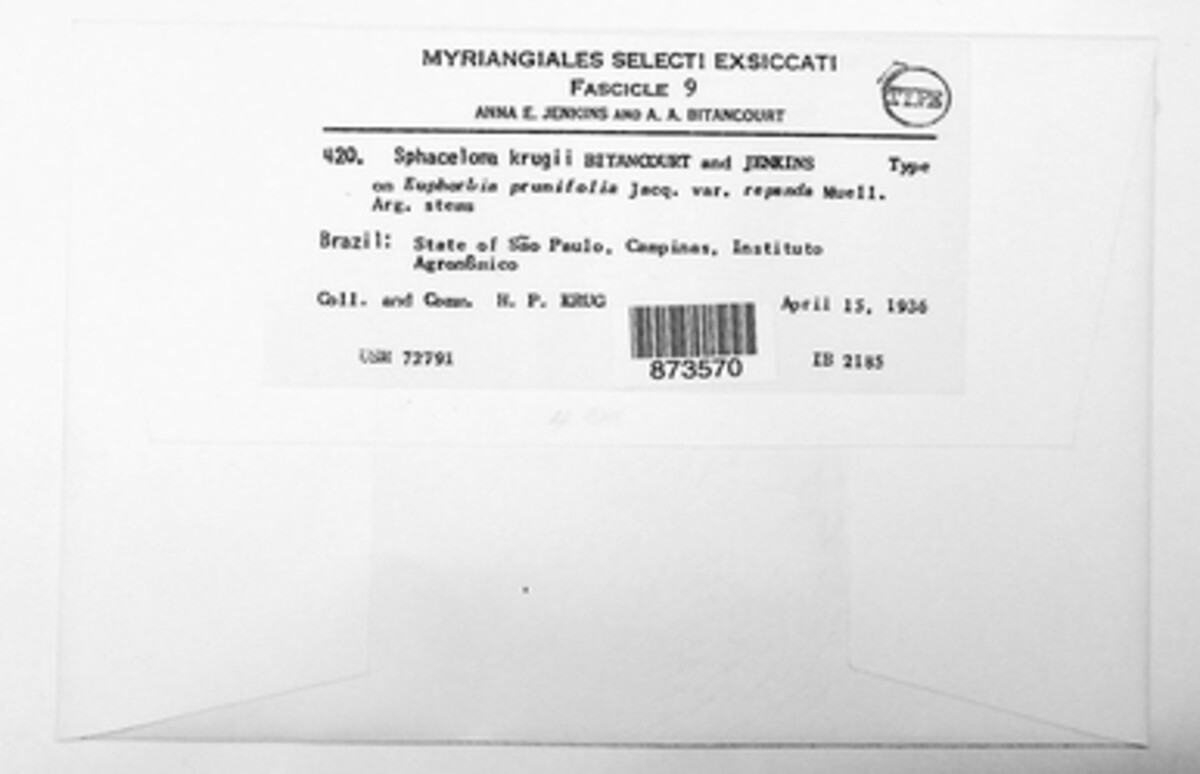 Sphaceloma krugii image